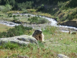 Murmeltier am Pass Chaschauna, Italien, Alpine Bike Tour