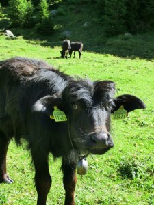 Ein Kalb mit einer lustigen Frisur, Schweiz, Alpine Bike Tour
