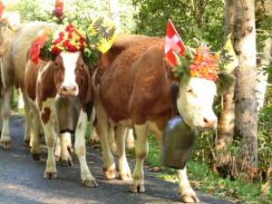Kuhabtrieb bei Meiringen, Schweiz, Alpine Bike Tour