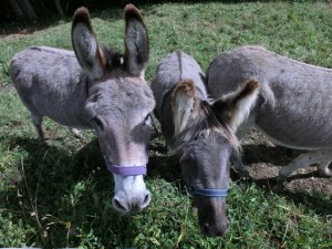 Esel am Wegrand, Schweiz, Alpine Bike Tour