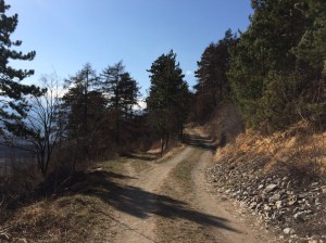 Forstweg zwischen Laas und Eyrs, Weggabelung, Südtirol