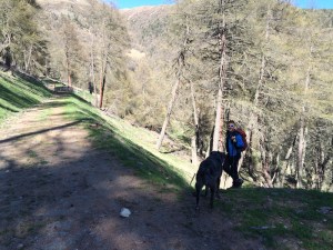 Dieser Fahrweg muss überquert werden. Vinschgau, Südtirol