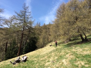 Der Weg verläuft mal durch den Wald, mal über Wiesen, Vinschgau, Südtirol