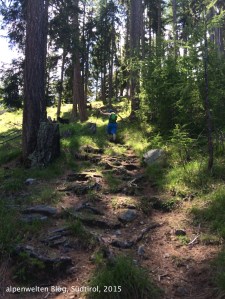 Waldsteig von Kahlboden auf den Fahrweg, Vinschgau, Südtirol