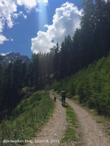 Flacher Fahrweg zur Oberen Laaser Alm (2047 m), Vinschgau, Südtirol
