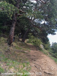 Wanderweg durch die trockene Vegetation am Lascher Sonnenberg, Vinschgau, Südtirol