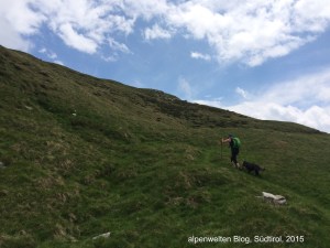 Wiesenweg an der Goldrainer Alpe, Vinschgau, Südtirol