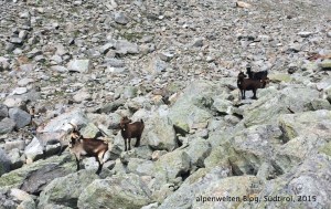 Ziegenherde im hinteren Laaser Tal, Vinschgau, Südtirol