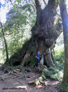 Ein riesiger Baum am Wegrand, Kilimanjaro, Tanzania