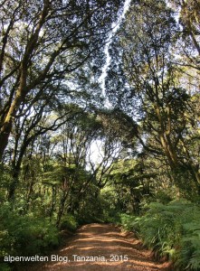 Straße durch den Regenwald kurz vor dem Mweka Gate, Kilimanjaro, Tanzania