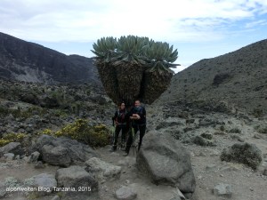 'Senecio kilimanjari' - Riesenkreuzkraut, Kilimanjaro, Tanzania