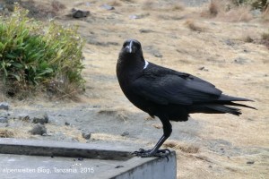 Eine große Krähe am Mount Meru, Arusha Nationalpark, Tanzania