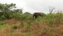 Elefant im Arusha Nationalpark, nahe Momella Gate, Tanzania