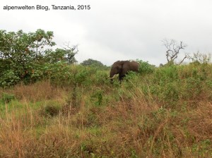 Elefant im Arusha Nationalpark, nahe Momella Gate, Tanzania