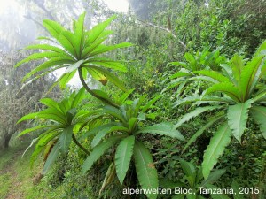 Endlich wieder im grünen Regenwald, Arusha Nationalpark, Tanzania