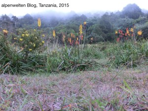Gelb-rote Fackkellilien im Arusha Nationalpark, Tanzania