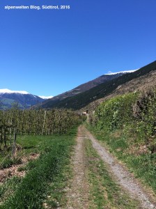 Forstweg in Laas mit Blick nach Westen Richtung Glurns, Vinschgau, Südtirol