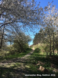 Blühender Kirschbaum auf dem Weg zu St. Sisinius, Laas, Vinschgau, Südtirol