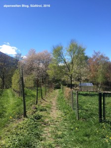 Pfad auf dem Weg zu St. Sisinius, Laas, Vinschgau, Südtirol